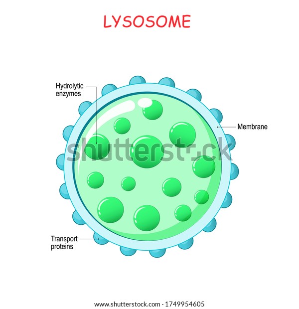 リソソーム解剖学 加水分解酵素 膜 タンパク質の輸送 このオルガネラは マクロファージの貪食において ウイルス粒子や細菌を分解する酵素を用いる ベクターイラスト のベクター画像素材 ロイヤリティフリー