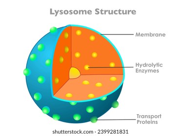 Lysosome anatomy, structure. Hydrolytic enzymes, membrane, transport proteins. animal human cell parts diagram. Bound organelle slice, section, with explanations. Illustration vector