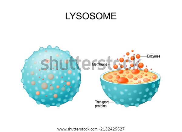 Lysosome Appearance Exterior Interior View Cross Stock Vector (Royalty ...