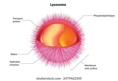 Diagrama lisosómico con enzimas hidrolíticas