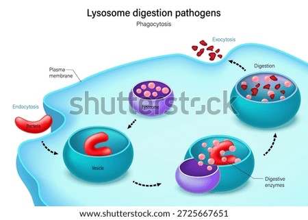 Lysosome digesting pathogens. Phagocytosis. Waste Removal. Endocytosis and Exocytosis. Intracellular Digestion.