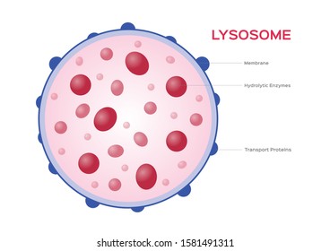 Lysosome Hydrolytic enzymes and Membrane cell vector / anatomy concept