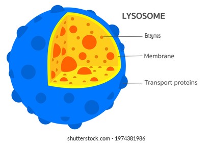 Lysosome: Hydrolytic Enzymes, Membrane And Transport Proteins. This Organelle Use The Enzymes To Break Down And Digest Food Particles, Engulfed Viruses Or Bacteria In The Cell Vector

