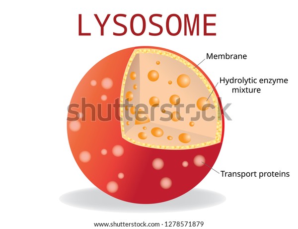 The Structure Of Lysosomes Infographics Royalty Free Vector