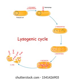 Lytic cycle with bacteria and bacteriophage. viral reproduction. The stages of lytic cycle: attachment and penetration, transcription, biosynthesis, maturation, and lysis.