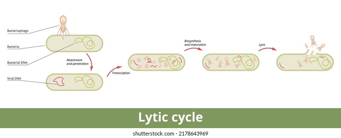 Lytic cycle. Cycle of viral reproduction via bacterial cell with its stages: attachment, penetration, transcription, biosynthesis, maturation and lysis.