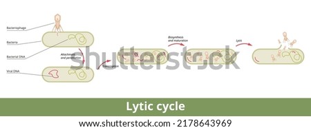 Lytic cycle. Cycle of viral reproduction via bacterial cell with its stages: attachment, penetration, transcription, biosynthesis, maturation and lysis.