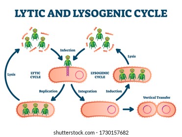 Lytic and lysogenic cycle vector illustration. Labeled educational scheme. Cell reproduction and integration of bacteriophage nucleic acid into host bacterium genome. Lysis and infection explanation.