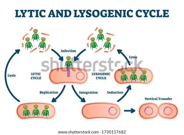 Lytic Lysogenic Cycle Vector Illustration Labeled Stock Vector (Royalty