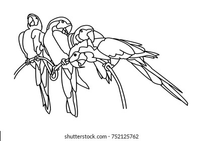 Ma core bird ,Vector illustration.
