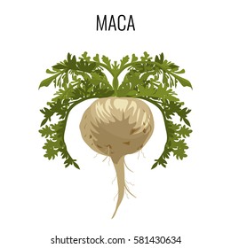 Maca ayurveda medicinal herb isolated on white background. Grown for fleshy fused hypocotyl and taproot. Used as root vegetable and a medicinal herb, realistic vector illustration