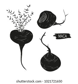 Maca. Leaves, root. fetus. Black silhouette on white background. Set.