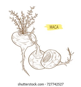 Maca. Leaves, root. fetus. Sketch. On a white background black ink.