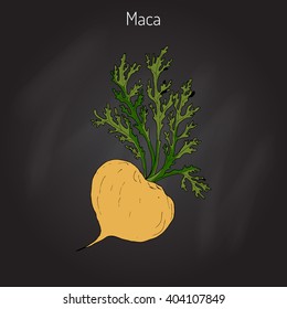 Maca (Lepidium meyenii) peruvian superfood. Hand drawn botanical vector illustration