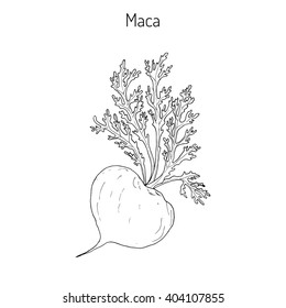 Maca (Lepidium meyenii) peruvian superfood. Hand drawn botanical vector illustration