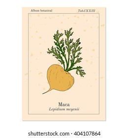 Maca (Lepidium meyenii) peruvian superfood. Hand drawn botanical vector illustration