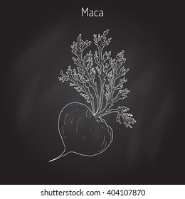 Maca (Lepidium meyenii) peruvian superfood. Hand drawn botanical vector illustration