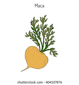 Maca (Lepidium meyenii) peruvian superfood. Hand drawn botanical vector illustration