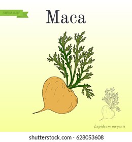 Maca (Lepidium meyenii) peruvian superfood. Hand drawn botanical vector illustration