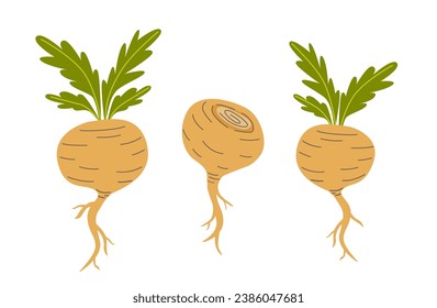 Maca or Peruvian ginseng plant. Healthy root vegetable. white background. Natural remedy vector graphic. Flat cartoon illustration isolated on white background.
