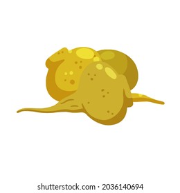 Maca or Peruvian ginseng. Yellow vegetable. Turnip root. Flat cartoon of Harvesting.