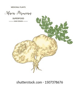 Maca peruvian plant. Hand drawn root of maca. Medical plants collection. Superfood. Vector illustration botanical. 