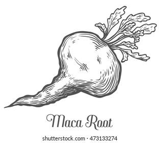 Maca Peruvian superfood plant. Hand drawn engraved vector sketch etch illustration. Ingredient for hair and body care cream, lotion, treatment, moisture, food. Black on white background