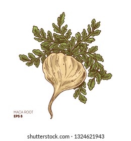 Maca plant illustration. Engraved style super food. Vector illustation