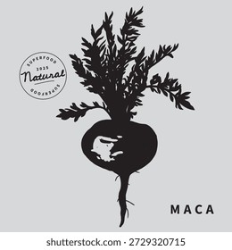 Maca planta com ilustração vetorial de folhas. Supercomida. Modelo de cartaz botânico de arte minimalista. Elemento de design de bugigangas.