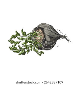Maca root in black peel with leaves sketch icon. Hand drawn Maca Peruvian tuber superfood. Organic seasoning, condiment ingredient. Vector color illustration isolated