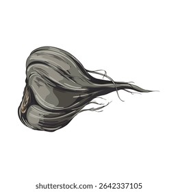 Maca root in black peel sketch icon. Hand drawn Maca Peruvian tuber superfood. Organic seasoning, condiment ingredient. Vector botanical illustration isolated