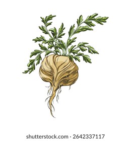 Maca root in brown peel with leaves sketch vector icon. Hand drawn Maca Peruvian tuber superfood. Organic seasoning, condiment ingredient. Vegetable color illustration isolated