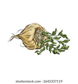 Maca root in brown peel with leaves sketch icon. Hand drawn Maca Peruvian tuber superfood. Organic seasoning, condiment ingredient. Vector color vegetable illustration isolated