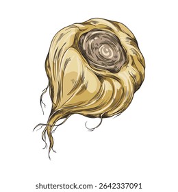 Maca root in brown peel sketch vector icon. Hand drawn Maca Peruvian tuber superfood. Organic seasoning, condiment ingredient. Botanical color illustration isolated