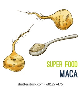 Maca root. Full color super food hand drawn sketch vector illustration.