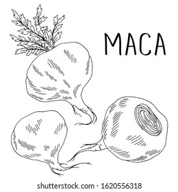 Maca root graphic set black white isolated illustration vector