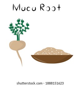 Maca Root. Healthy detox natural product. Organik dietary supplement vegetable. Superfood, root for homeopathy. Cartoon vector illustration