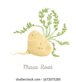 Maca root isolated on white background. Vector illustration  of Peruvian ginseng in cartoon flat style. Superfood, dietary supplement.