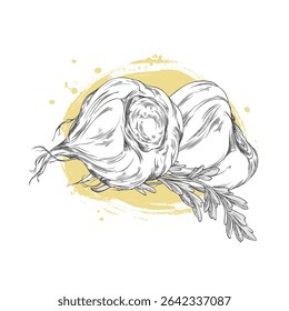 Maca root and leaves ink sketch icon. Hand drawn engraved Maca Peruvian tuber superfood. Organic seasoning, condiment ingredient. Vector illustration on yellow watercolor stain