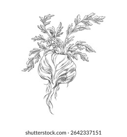 Maca root with leaves sketch icon. Hand drawn engraved Maca Peruvian tuber superfood. Organic seasoning, condiment ingredient. Vector ink illustration isolated