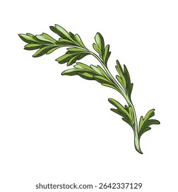 Maca root leaves sketch vector icon. Hand drawn Maca Peruvian green foliage. Organic seasoning, condiment ingredient. Superfood. Botanical color illustration isolated