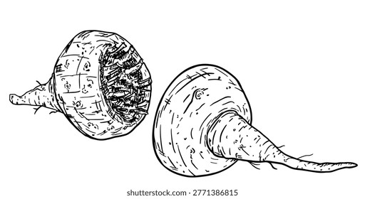 Maca root with leaves sketch vector illustration. Hand drawn engraved Maca Peruvian tuber superfood. Peruvian ginseng or Maca. Organic seasoning, condiment ingredient. Isolated on white