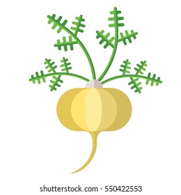 Maca root and leaves vector illustration. Superfood Lepidium meyenii icon. Healthy detox natural product. Flat design organic food.