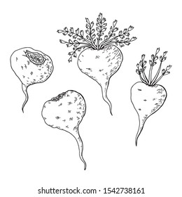 Maca root (Lepidium meyenii, Peruvian ginseng). Design elements for packaging. Hand drawing vector illustration.