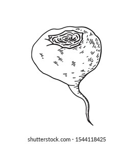 Maca root (Lepidium meyenii, Peruvian ginseng). Design elements for packaging. Hand drawing vector illustration.