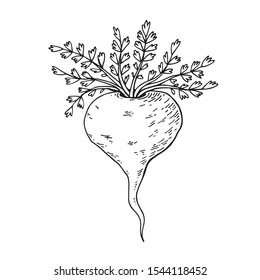 Maca root (Lepidium meyenii, Peruvian ginseng). Design elements for packaging. Hand drawing vector illustration.