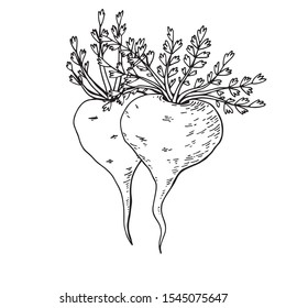 Maca root (Lepidium meyenii, Peruvian ginseng). Design elements for packaging. Hand drawing vector illustration.