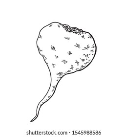 Maca root (Lepidium meyenii, Peruvian ginseng). Design elements for packaging. Hand drawing vector illustration.