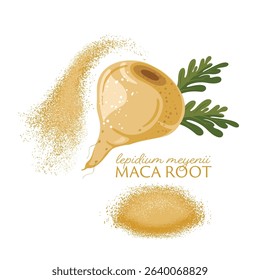 Maca root organic vegetable, superfood vector illustration,