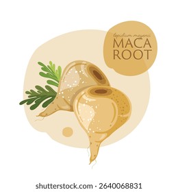 Maca root organic vegetable, superfood vector illustration,